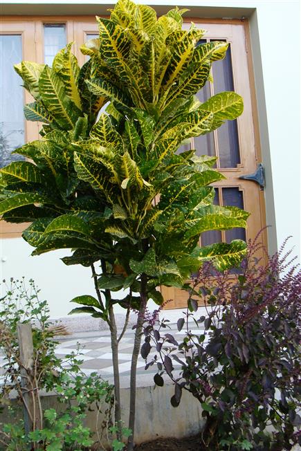 Codiaeum variegatum